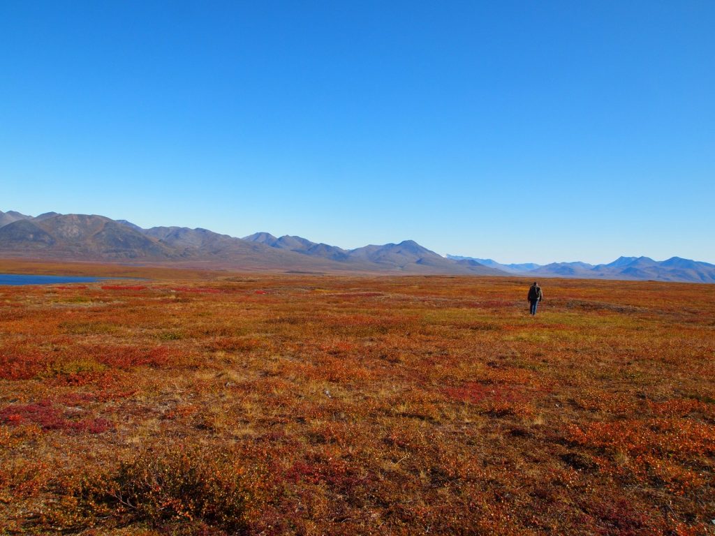 Letni krajobraz tundry w okolicach jeziora Etivlik Fot. Western Arctic National Parklands Opublikowano na licencji CC BY 2.0, via Wikipedia Commons