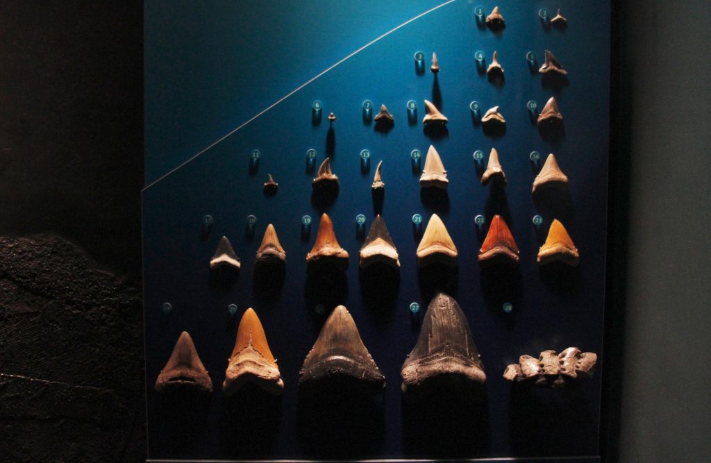 Ekspozycja muzealna przedstawiająca różnorodność kształtu i zarazem funkcji zębów rekina © Antonio Delgado opublikowano na licencji CC BY-NC-ND 2.0, via Wikimedia Commons