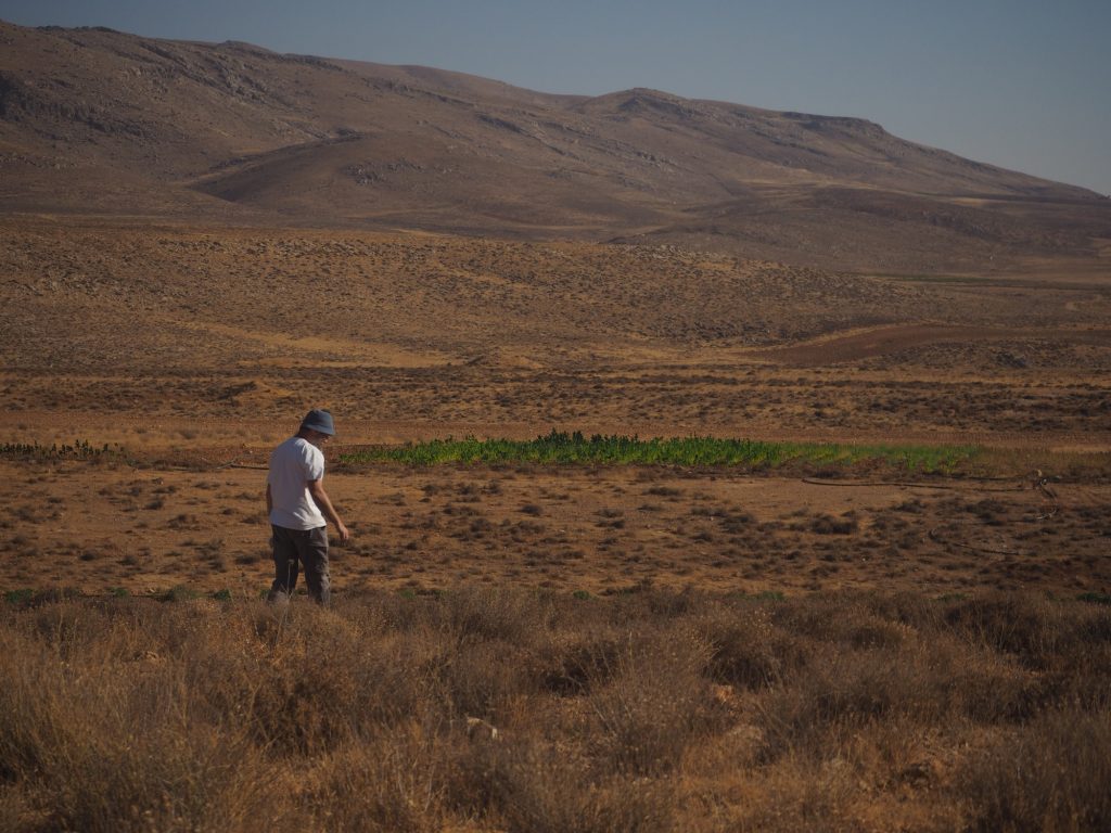 Arkadiusz Sołtysiak pobiera próbki roślin w okolicach Ras Baalbek w dolinie Beka’a © T. Waliszewski, na licencji CC-BY-SA 4.0