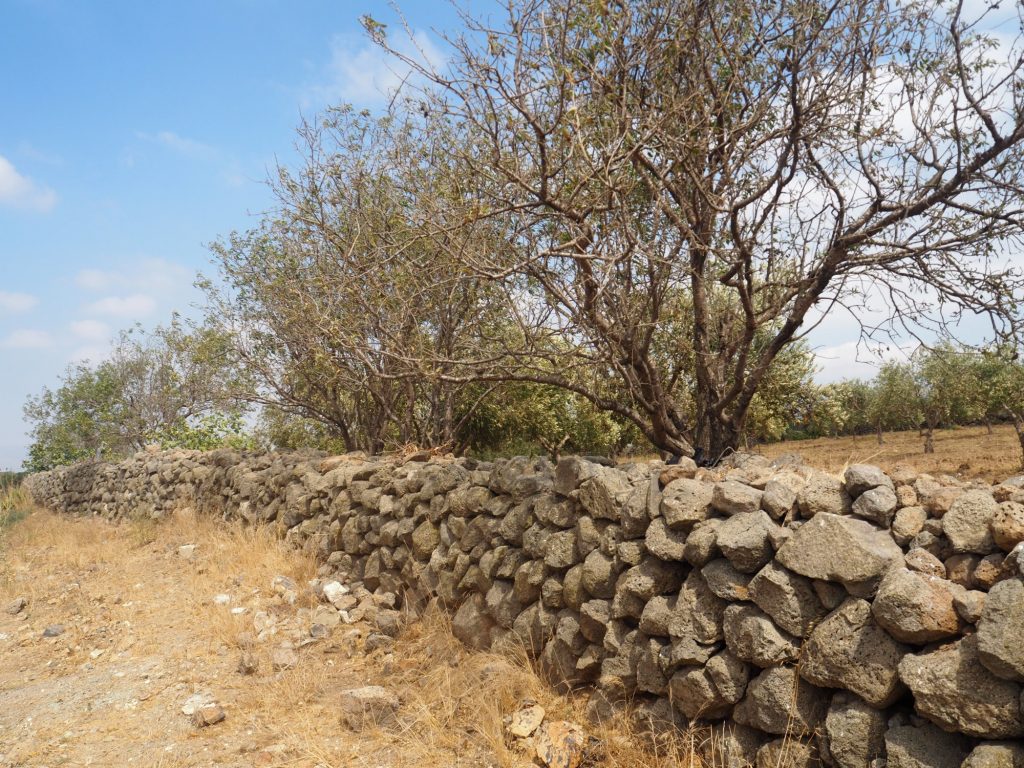 Mur z bloków pochodzenia wulkanicznego dzielący pola uprawne i sady w północnym Libanie © T. Waliszewski, na licencji CC-BY-SA 4.0