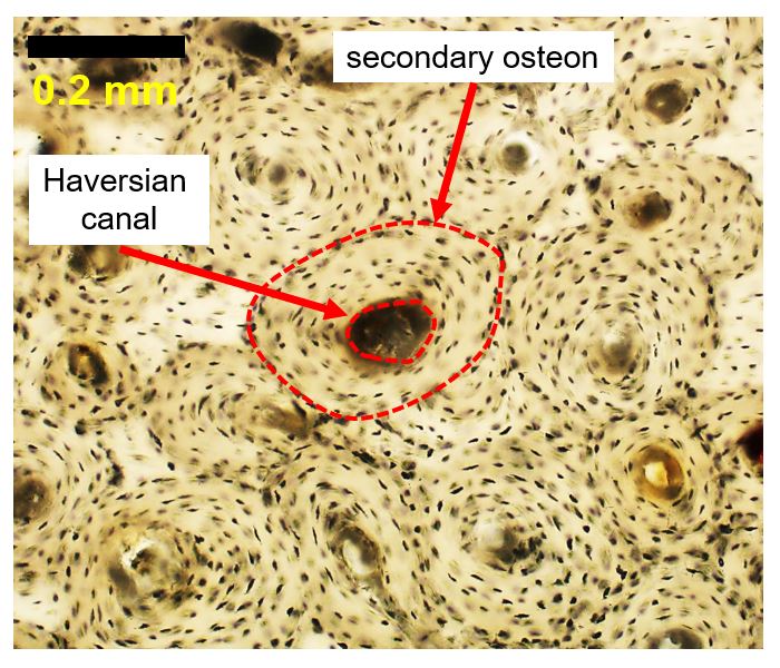 Byliśmy zaskoczeni faktem, że tak stare fragmenty kości zawierały tak dobrze zachowane mikrostruktury kostne. Pozwoliło nam to dokonać pomiarów geometrycznego układu histologicznych struktur kości nazywanych osteonami wtórnymi (podstawowymi jednostkami funkcjonalnymi istoty zbitej kości), które zawierają kanały Haversa mieszczące naczynia krwionośne doprowadzające krew do kości w żywym organizmie. Osteony te są produktami procesów przebudowy, które mogą być związane z bodźcami behawioralnymi. © J. Miszkiewicz, na licencji CC BY-NC-SA 4.0