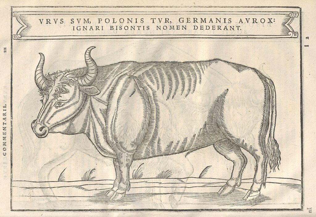 Ilustracja z książki Zygmunta Herbersteina wydanej w 1556 roku. Napis na górze głosi: Urus sum, polonis Tur, germanis Aurox: ignari Bisontis nomen dederant (Urus jestem, po polsku tur, po niemiecku aurox: nieuki zowią mnie bizonem)