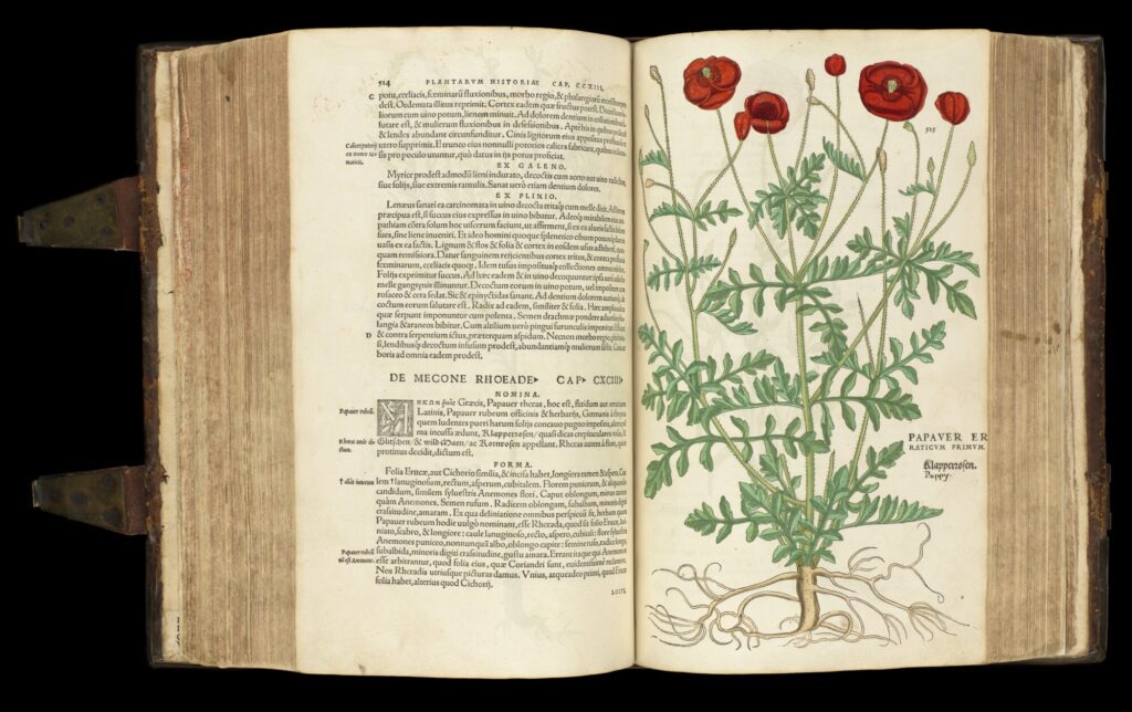 Mak (Papaver) z pracy Leonharda Fuchsa Domena publiczna